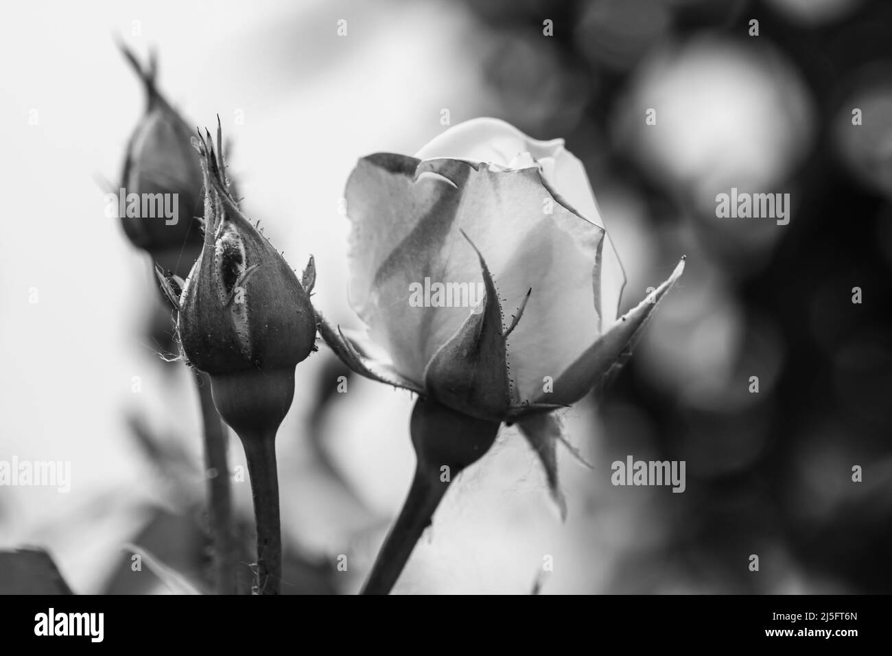 Schwarzweiß-Foto, Nahaufnahme der Rose mit im Garten isolierten Knospen Stockfoto