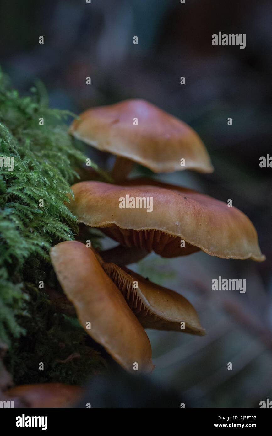 Die Pilze wachsen aus der Seite des moosbedeckten Baumes Stockfoto