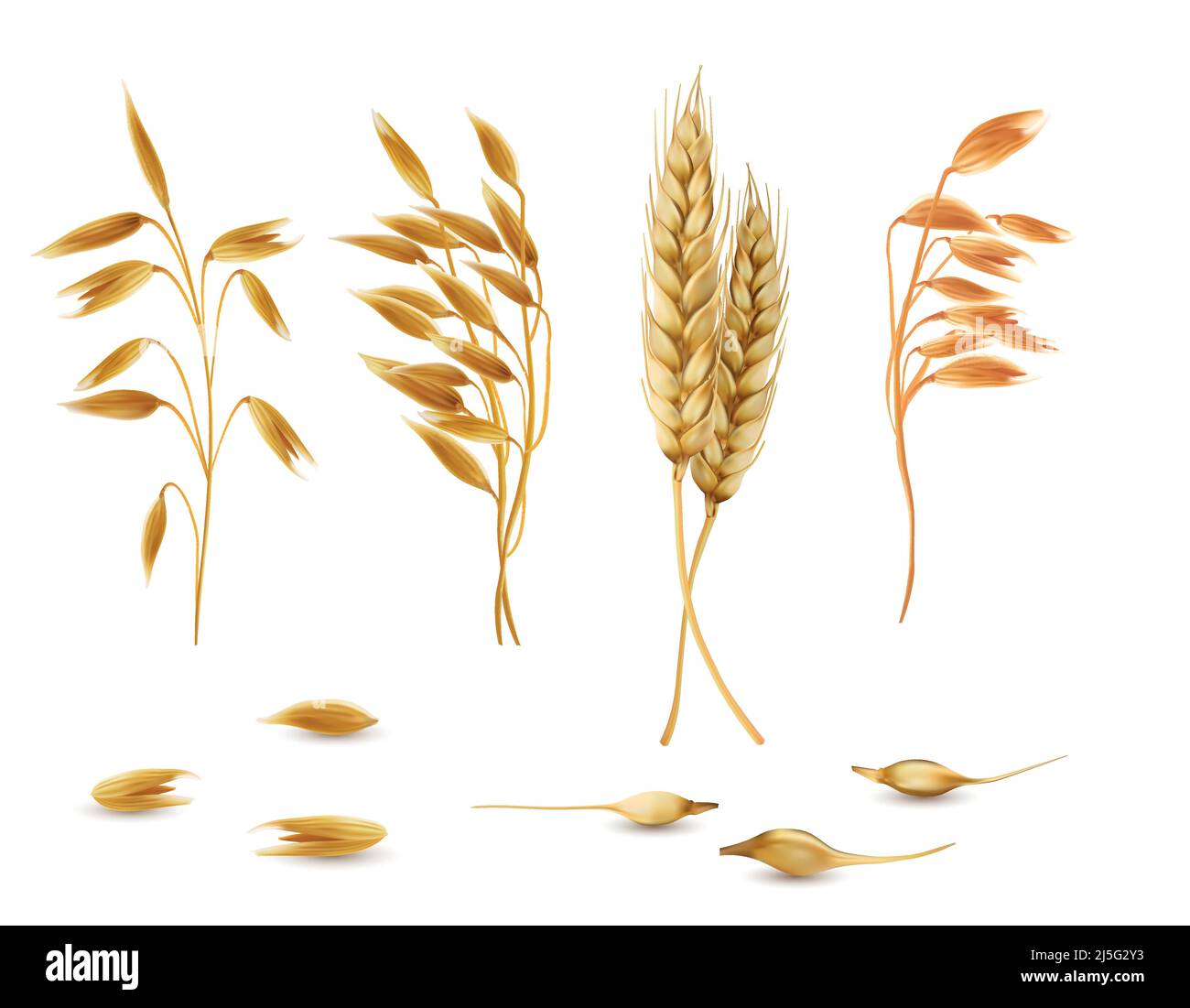 Vector realistische Satz von Getreidepflanzen, Haferspikeletts, Gerstenohren, Weizen oder Roggen mit Körnern isoliert auf dem Hintergrund. Landwirtschaft Ernte für ihn angebaut Stock Vektor
