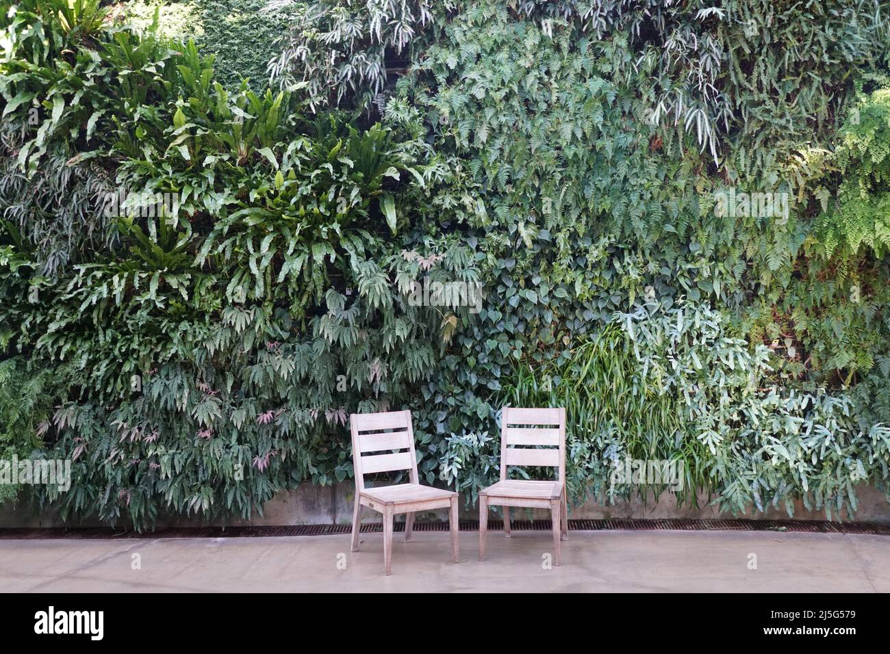 Eine Vielzahl von grünen Farnpflanzen wächst an der Wand durch zwei leere weiße Stühle Stockfoto
