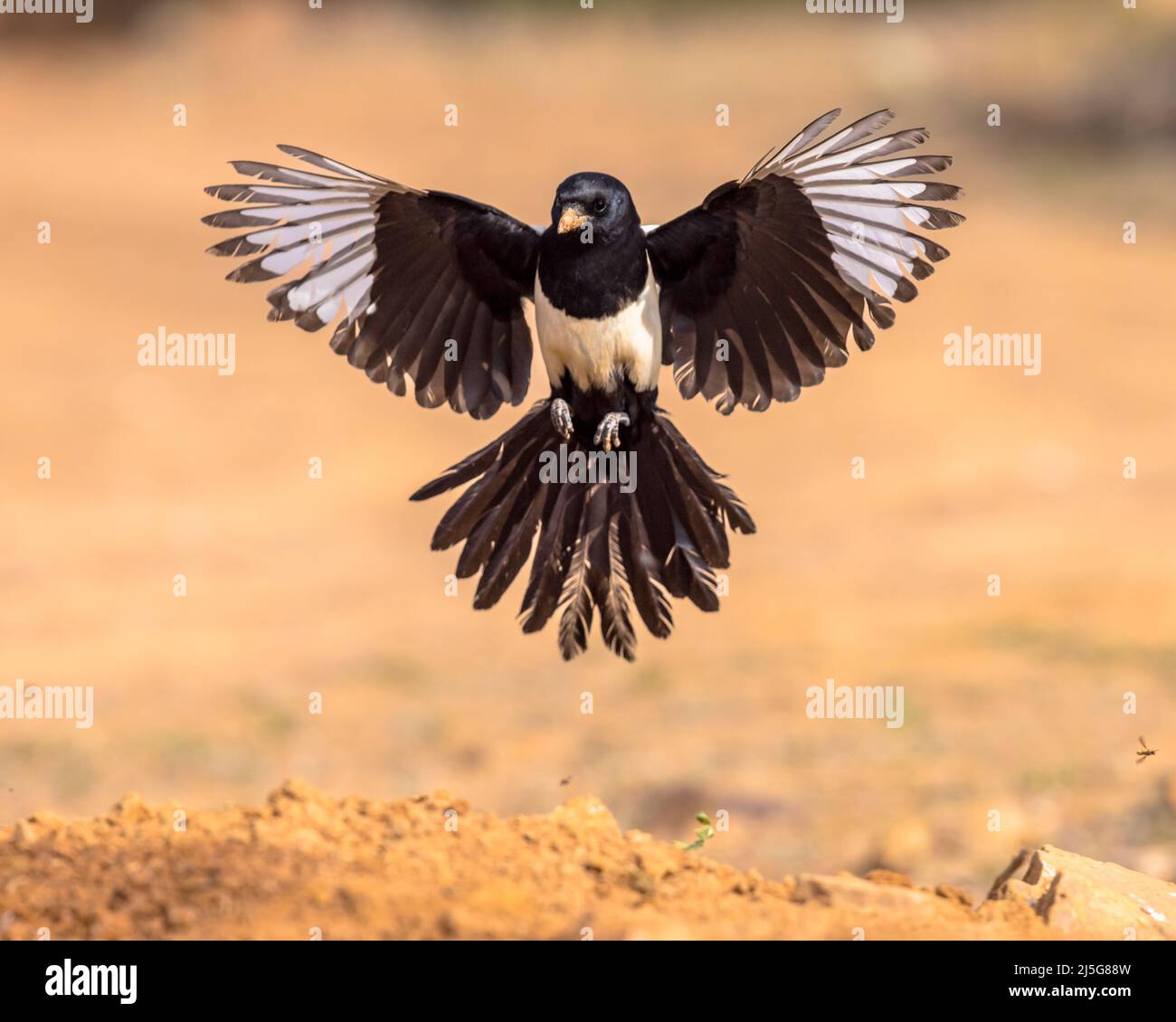 Eurasische Elster (Pica pica) Fliegen auf hellem Hintergrund und betrachten die Kamera in Extremadura, Spanien. April. Wildlife Szene der Natur in Europa. Stockfoto
