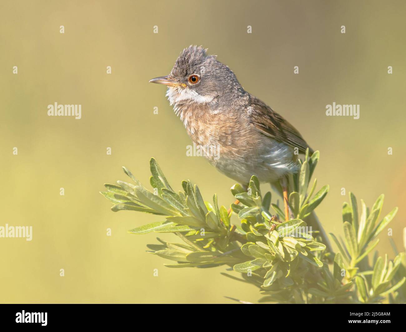 Greater Whitethroat (Curruca communis) ist ein häufiger und weit verbreiteter typischer wWrbler, der in ganz Europa brütet. Am Zweig von Bush in der Natur gelegen Stockfoto