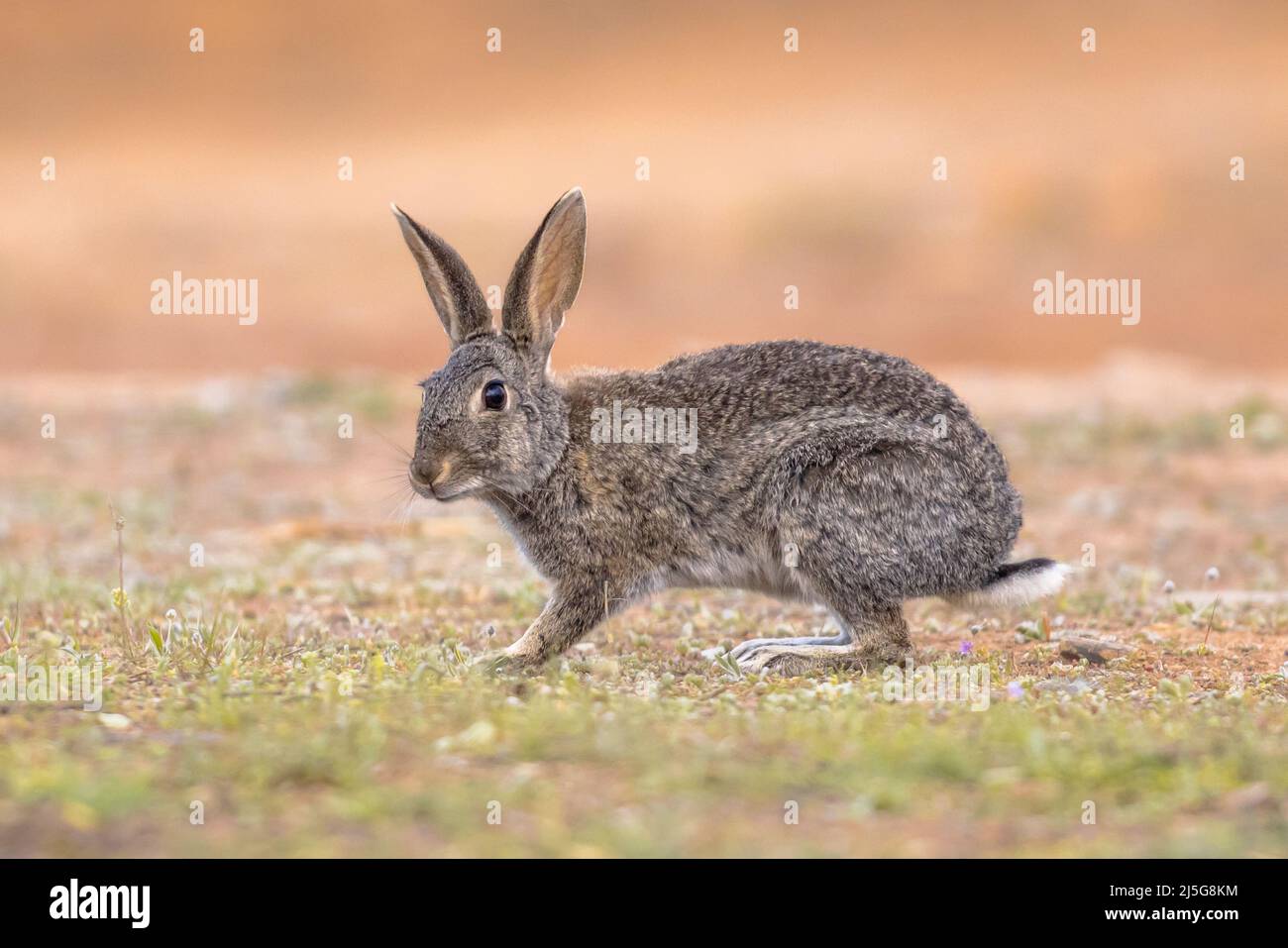 Wildes europäisches Kaninchen (Oryctolagus cuniculus) oder Coney ist eine auf der Iberischen Halbinsel heimische Kaninchenart. Sie wurde an anderer Stelle weit verbreitet. Stockfoto