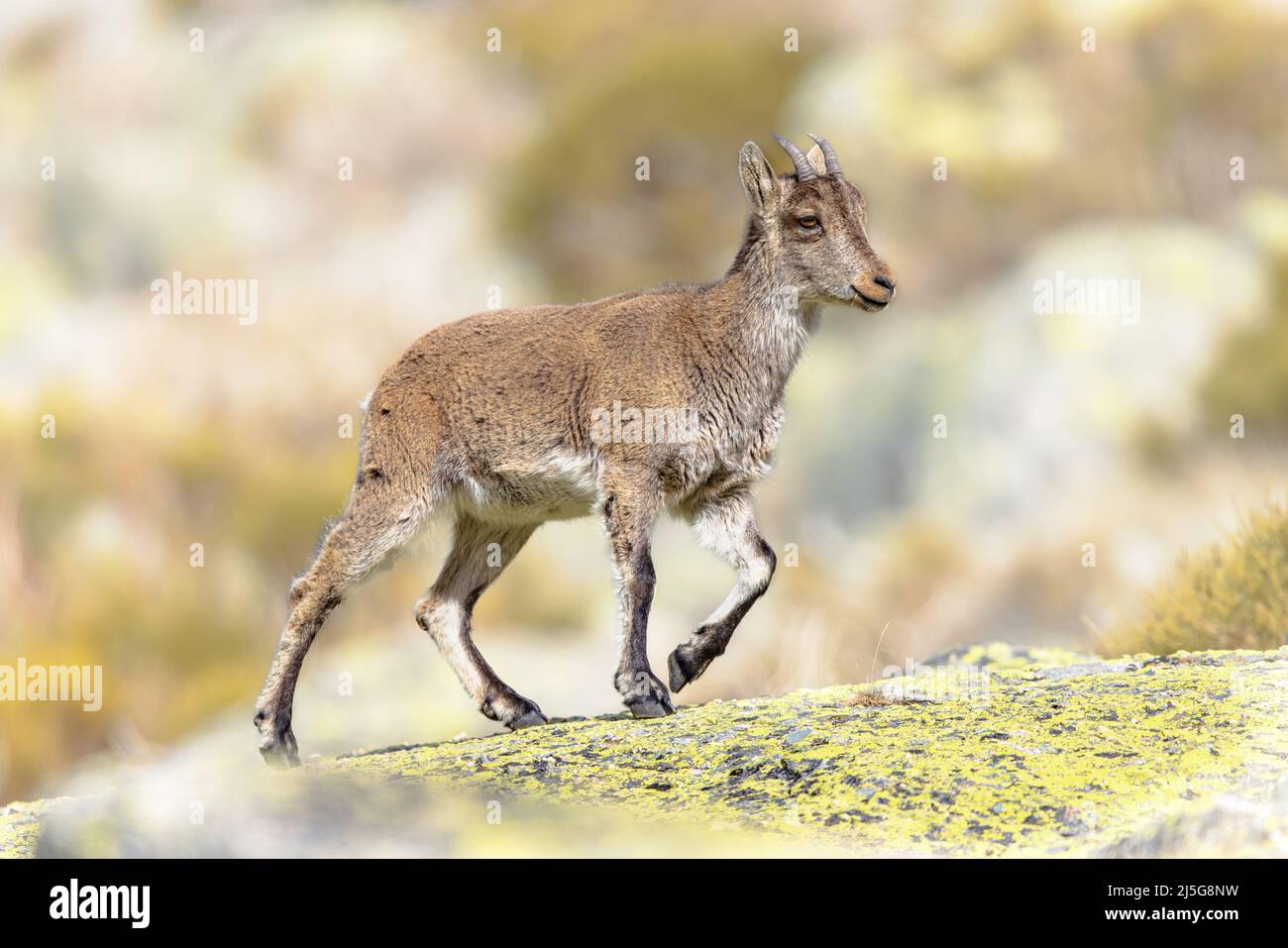Westspanischer Steinbock oder Gredos-Steinbock (Capra pyrenaica victoriae). Junge Jungtiere wandern auf den Felsen in der Sierra de Gredos in Spanien. Wildtierszene Stockfoto