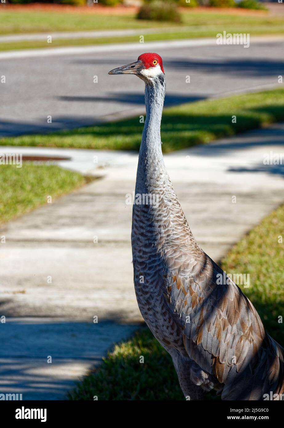 Sandhill Kran, Nahaufnahme, großer Vogel, elegant, stattlich, Tierwelt, Natur, Tier, Nachbarschaft, Bürgersteig, Straße, Grus canadensis; Florida, Venice, FL Stockfoto