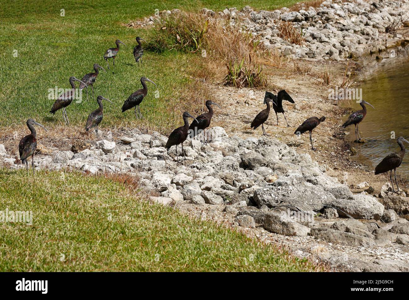 Viele glänzende Ibis Walking, Plegadis falcinellis, Vögel, Natur, Tier, Wildtiere, Gras, Wasser, Felsen, langer gebogener Schnabel, Florida, Venedig, FL Stockfoto