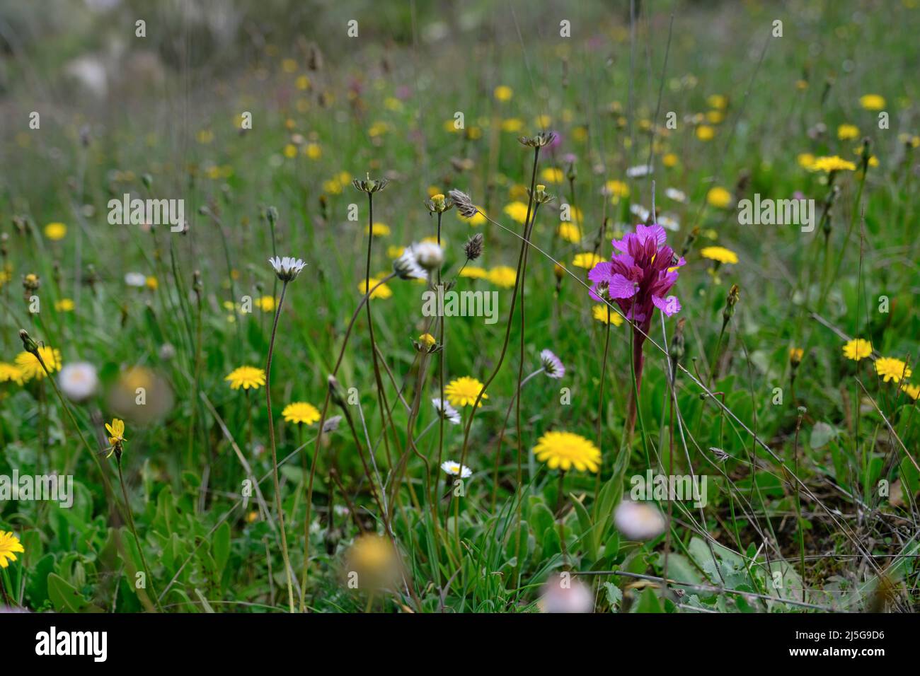 Frühlingsblumen Wiesen in der Landschaft in der Nähe der Berggipfel Pueblo von Comares in der Region Axarquia von Malaga, Andalucía, Spanien Stockfoto