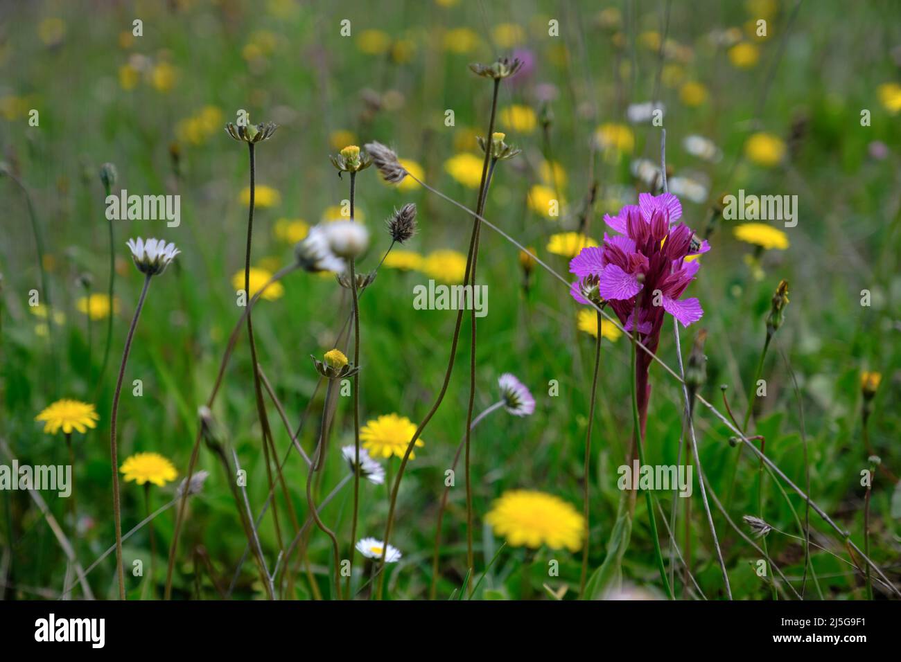 Frühlingsblumen Wiesen in der Landschaft in der Nähe der Berggipfel Pueblo von Comares in der Region Axarquia von Malaga, Andalucía, Spanien Stockfoto