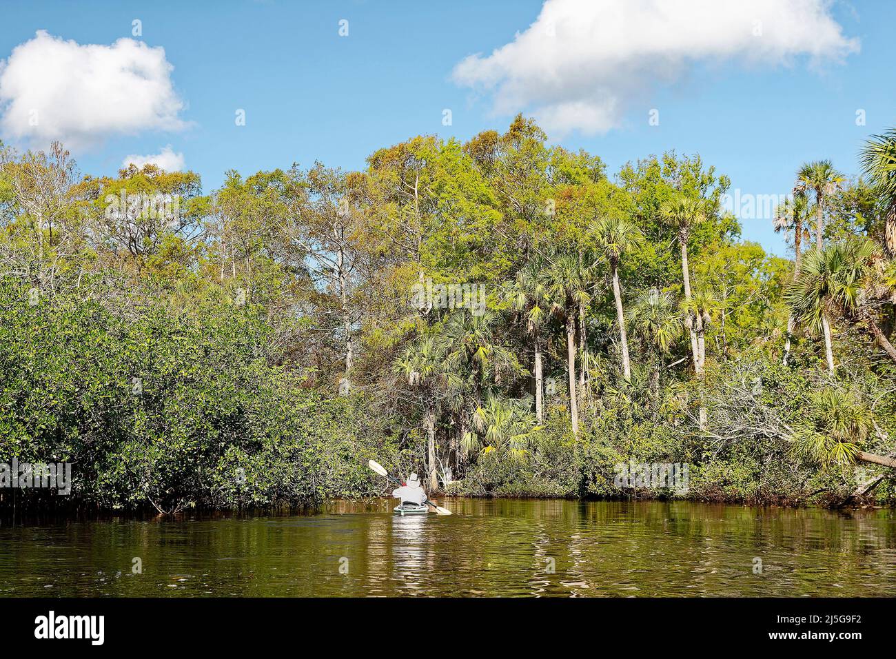 Mann Kajakfahren, Paddeln, Bewegung, Sport, Loxahatchee River, Grüne Bäume, etwas Herbstfarbe, Erholung, Freizeit, friedlich, Wasserszene, Jonathan Dickinson Stockfoto