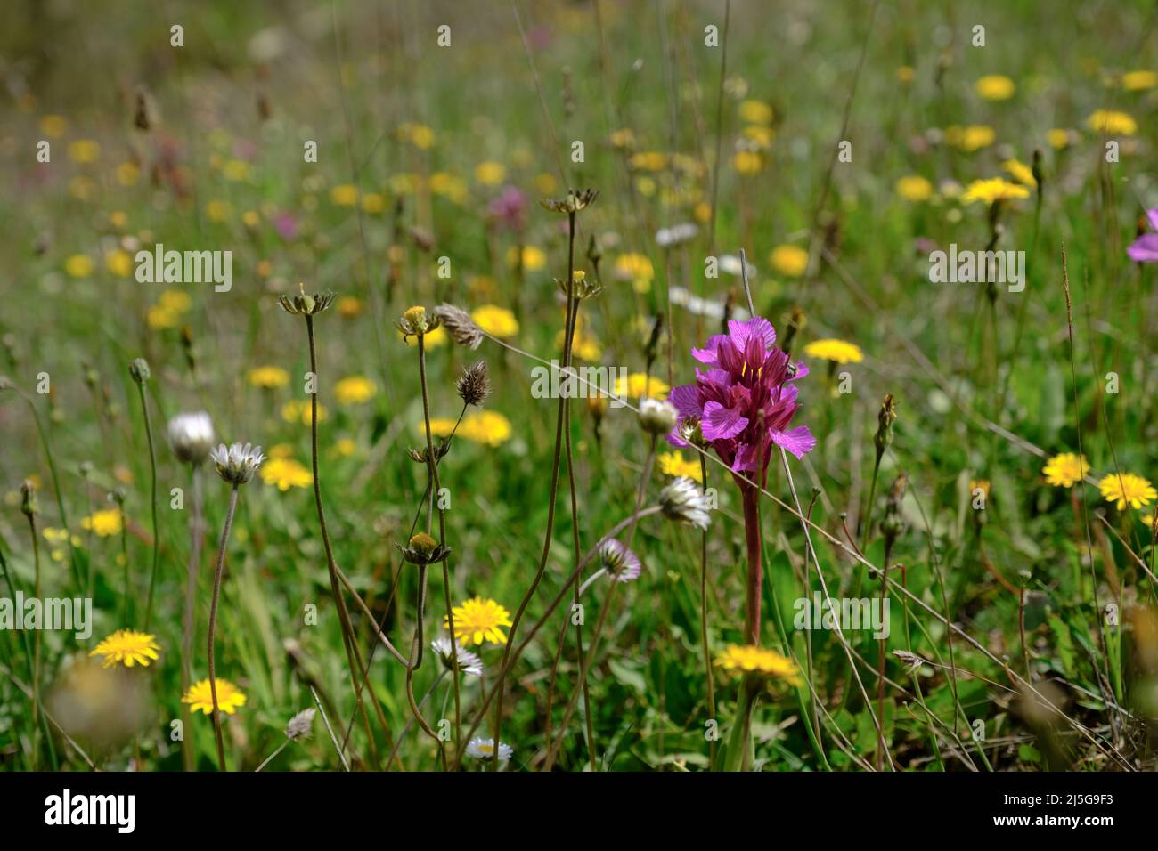 Frühlingsblumen Wiesen in der Landschaft in der Nähe der Berggipfel Pueblo von Comares in der Region Axarquia von Malaga, Andalucía, Spanien Stockfoto