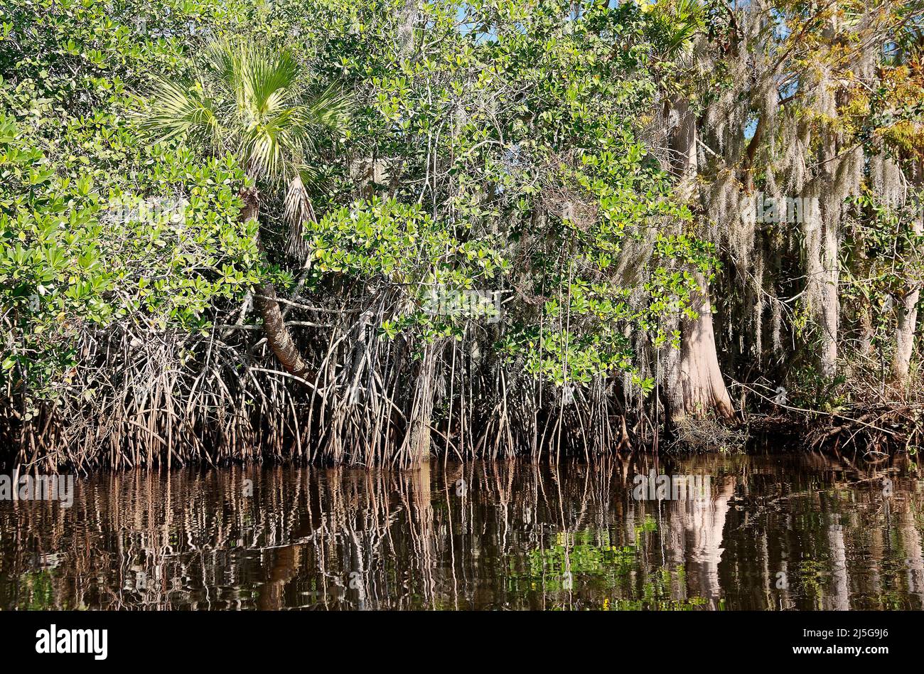 Loxahatchee River, grüne Bäume, etwas Herbstfarbe, Reflexionen, friedlich, Wasserszene, Mangrovenwurzeln, Wasserlinie sichtbar, Natur, Jonathan Dickinson Sta Stockfoto