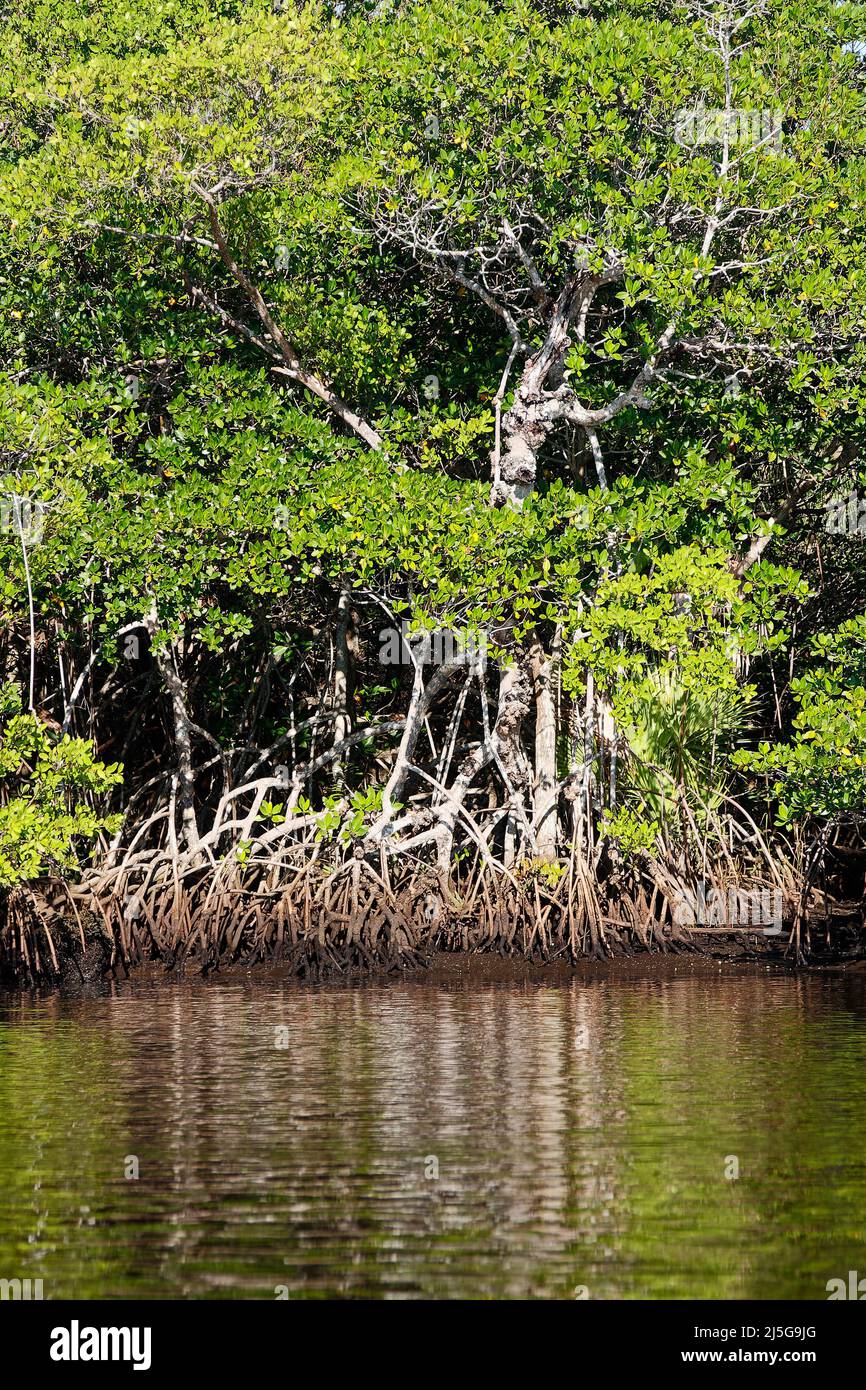 Loxahatchee River, grüne Bäume, Reflexionen, friedlich, Wasserszene, Mangrovenwurzeln, Wasserlinie sichtbar, Natur, Jonathan Dickinson State Park, Florida, Stockfoto