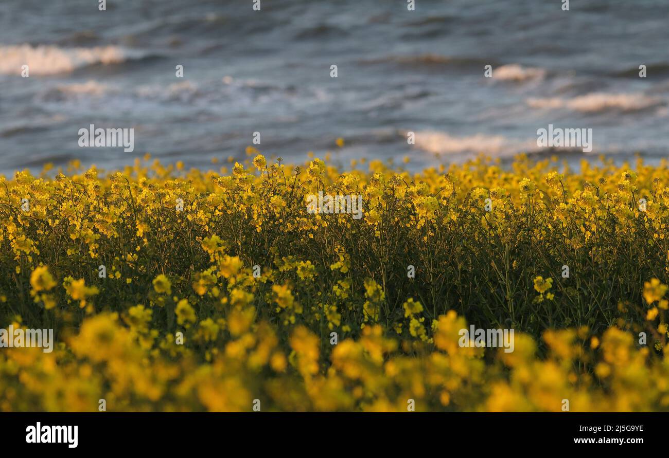 firo. 22. April 2022 Land und Leute, Ostsee, Rapsblvºte, Raps, an der Hohwacht-Bucht hier am Lippe-Hafen. Mit dem schönsten blauen Himmel leuchtet der Raps gelb, vor der Ostsee Hohwacht, Wetterbild, Feature, Jahreszeiten, Meer, Schleswig-Holstein. Stockfoto
