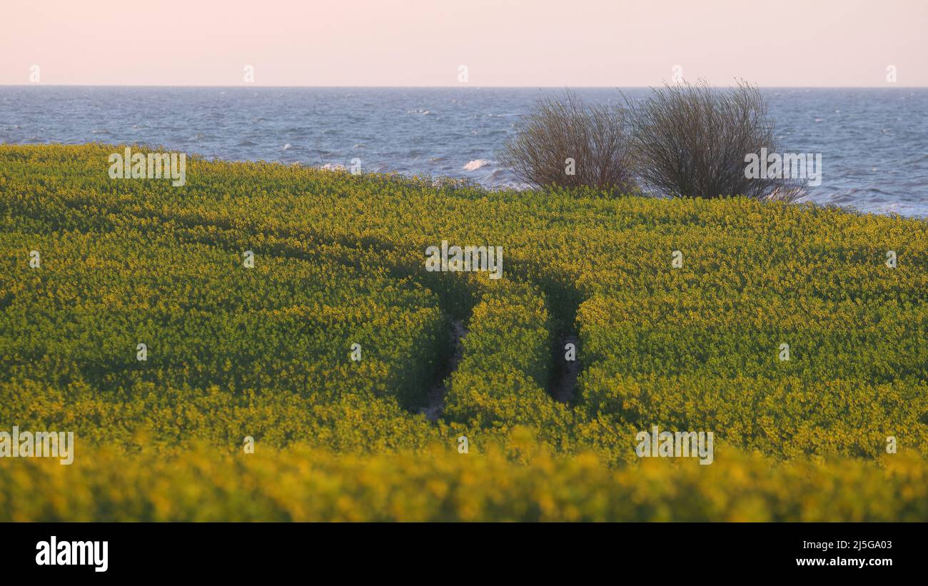 firo. 22. April 2022 Land und Leute, Ostsee, Rapsblvºte, Raps, an der Hohwacht-Bucht hier am Lippe-Hafen. Mit dem schönsten blauen Himmel leuchtet der Raps gelb, vor der Ostsee Hohwacht, Wetterbild, Feature, Jahreszeiten, Meer, Schleswig-Holstein. Stockfoto
