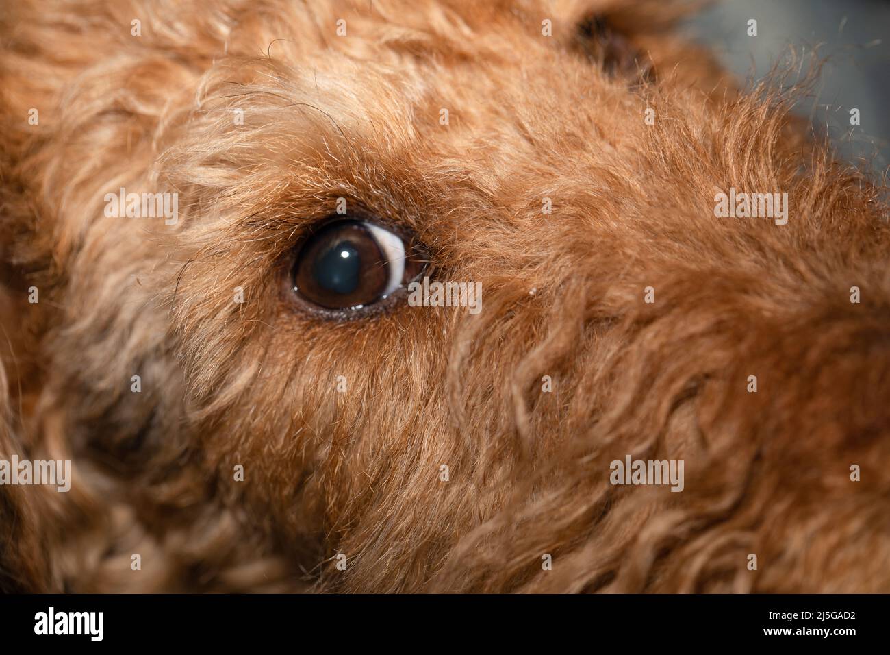 Auge eines Hundes, Symbol der Treue und Liebe. Welsh Terrier Hündchen, niedliches, niedliches Haustier. Stockfoto