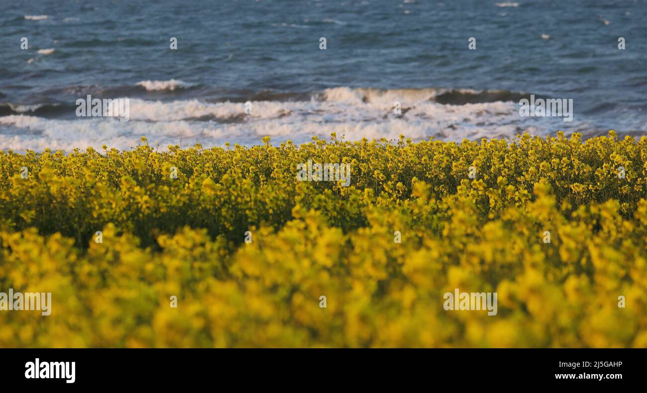 firo. 22. April 2022 Land und Leute, Ostsee, Rapsblvºte, Raps, an der Hohwacht-Bucht hier am Lippe-Hafen. Mit dem schönsten blauen Himmel leuchtet der Raps gelb, vor der Ostsee Hohwacht, Wetterbild, Feature, Jahreszeiten, Meer, Schleswig-Holstein. Stockfoto