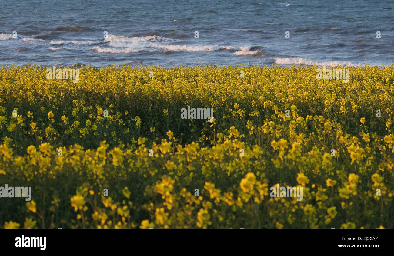 firo. 22. April 2022 Land und Leute, Ostsee, Rapsblvºte, Raps, an der Hohwacht-Bucht hier am Lippe-Hafen. Mit dem schönsten blauen Himmel leuchtet der Raps gelb, vor der Ostsee Hohwacht, Wetterbild, Feature, Jahreszeiten, Meer, Schleswig-Holstein. Stockfoto