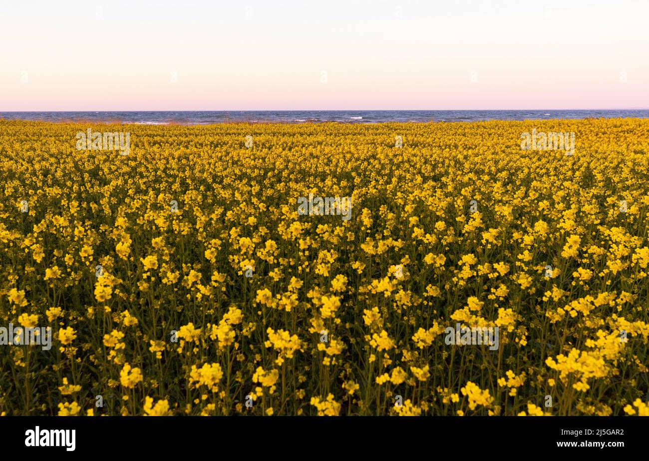 firo. 22. April 2022 Land und Leute, Ostsee, Rapsblvºte, Raps, an der Hohwacht-Bucht hier am Lippe-Hafen. Mit dem schönsten blauen Himmel leuchtet der Raps gelb, vor der Ostsee Hohwacht, Wetterbild, Feature, Jahreszeiten, Meer, Schleswig-Holstein. Stockfoto