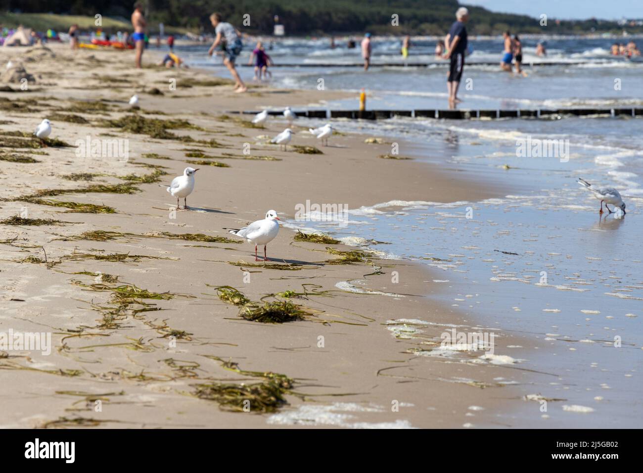 Viele Möwen am Strand der Ostsee auf der Suche nach Nahrung Stockfoto