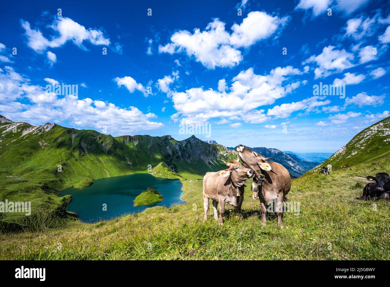 Kühe grasen auf der Bergwiese am Schrecksee in den bayerischen alpen Stockfoto