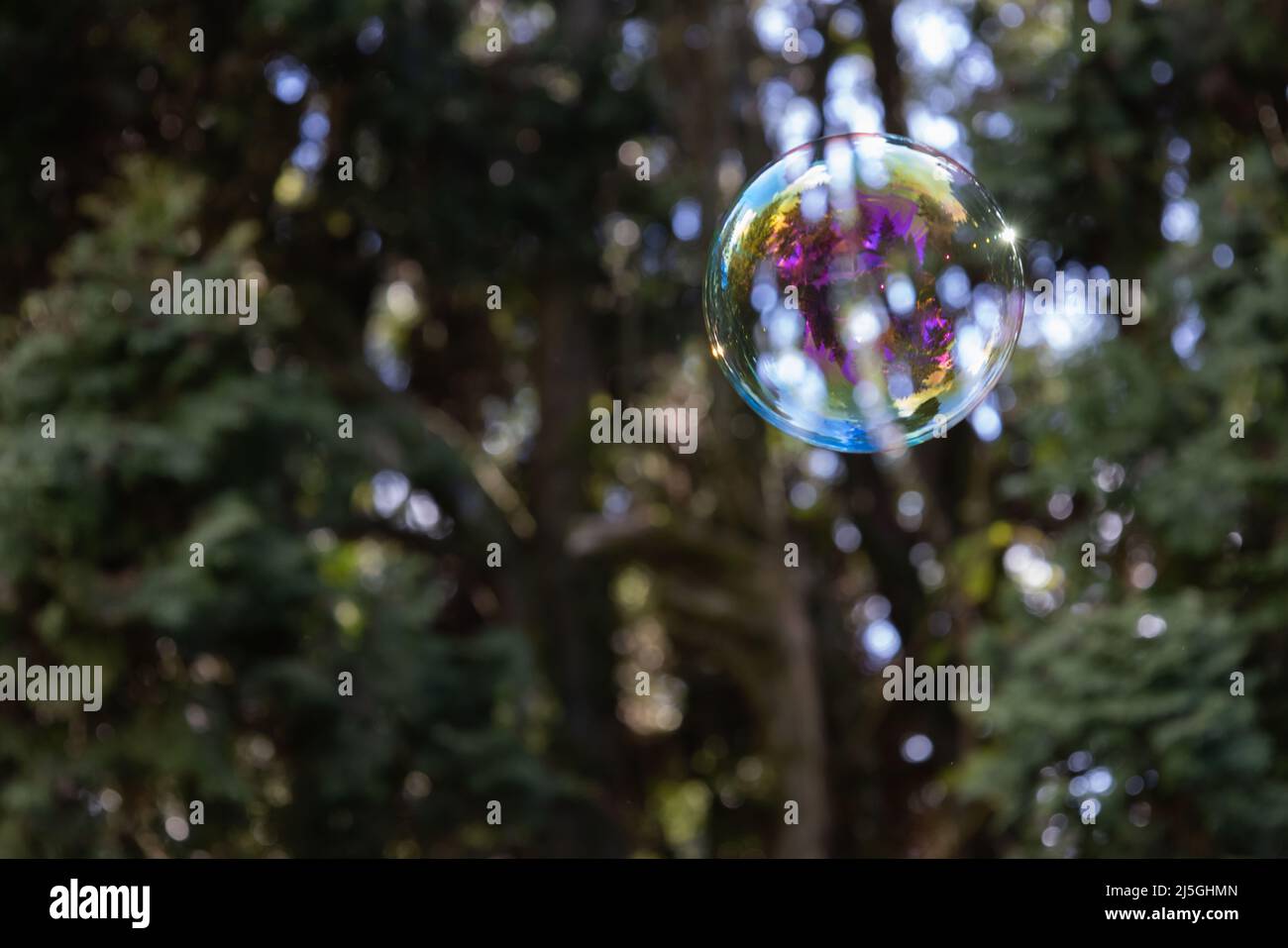 Regenbogenblase, die draußen vor Büschen wunderschön aussieht. Stockfoto