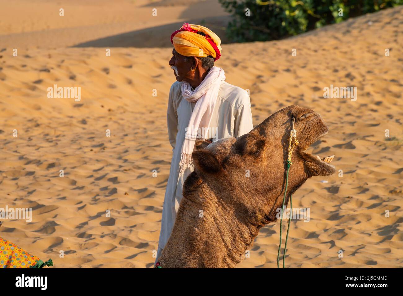 Thar-Wüste, Rajasthan, Indien - Oktober 15. 2019 : Porträt eines Kamels mit Besitzer, wartet auf Touristen für Kamelritt. Kamele, Camelus dromedarius, Stockfoto