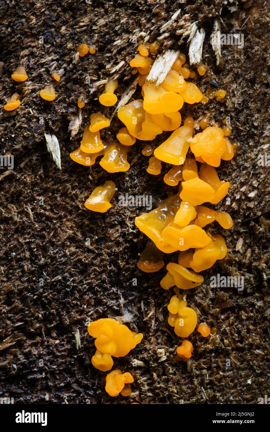 Die Tierwelt Europas - die Pilze das Orangengelee (Dacrymyces chrysospermus), das im weißrussischen Wald wächst. Stockfoto