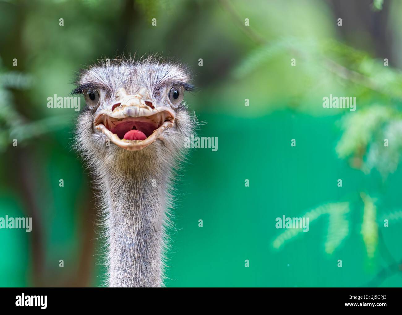 Ein Strauß mit roter Zunge Stockfoto