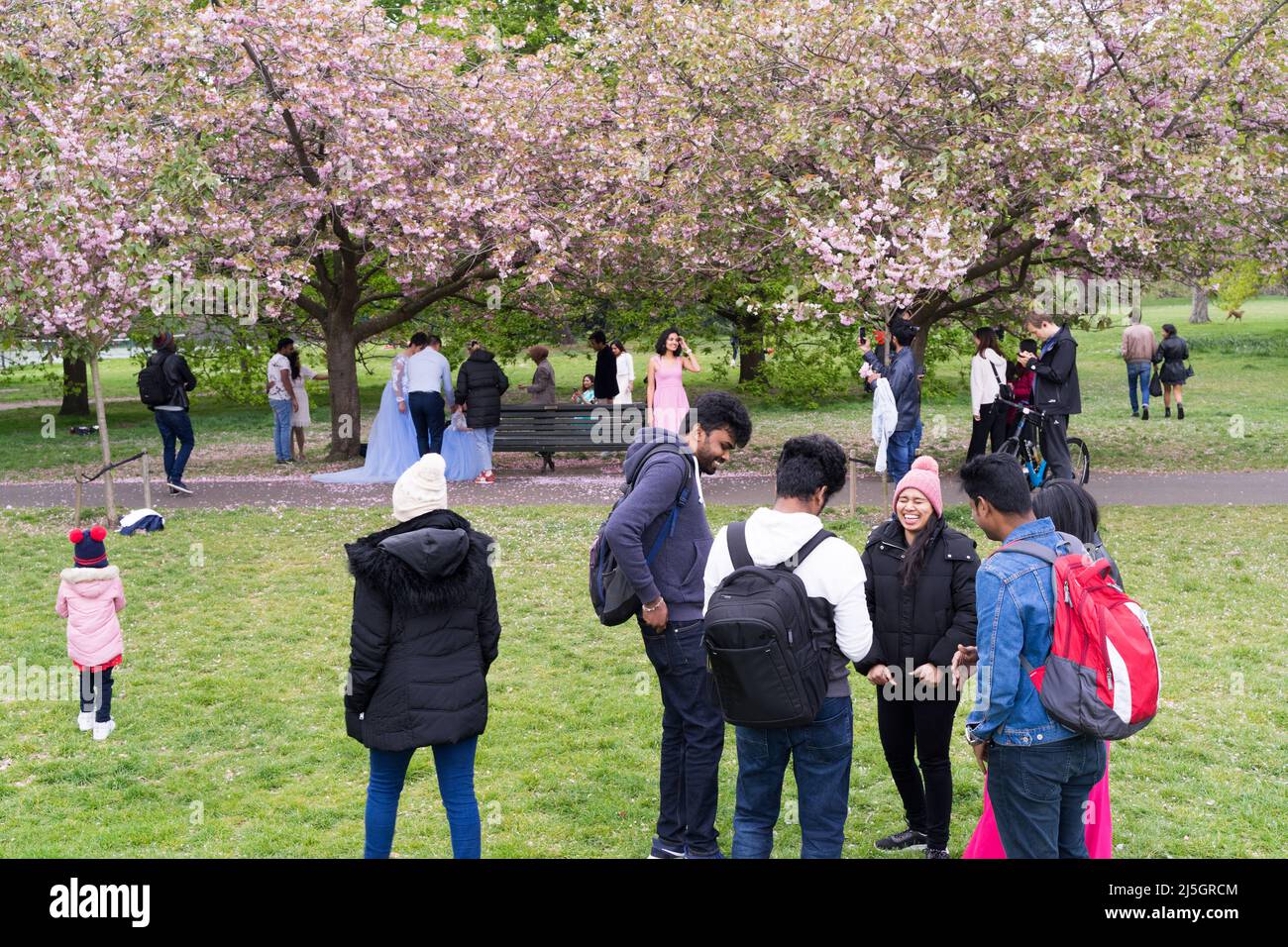 London, Großbritannien. 23.. April 2022. Cherry Blossoms zieht viele Touristen und Einheimische im schönen warmen Frühling in den Greenwich Park im Südosten Londons, wo sie Freunde und Familie treffen, die sich im Royal Park entspannen und das Wochenendtreffen genießen. Zum ersten Mal dürfen sich Menschen unter der Kirschblüte versammeln, seit England vor zwei Jahren im März 2020 die nationale Sperre einführte, um die Ausbreitung der Covid-19-Virus-Pandemie zu verhindern. Quelle: Glosszoom/Alamy Live News Stockfoto