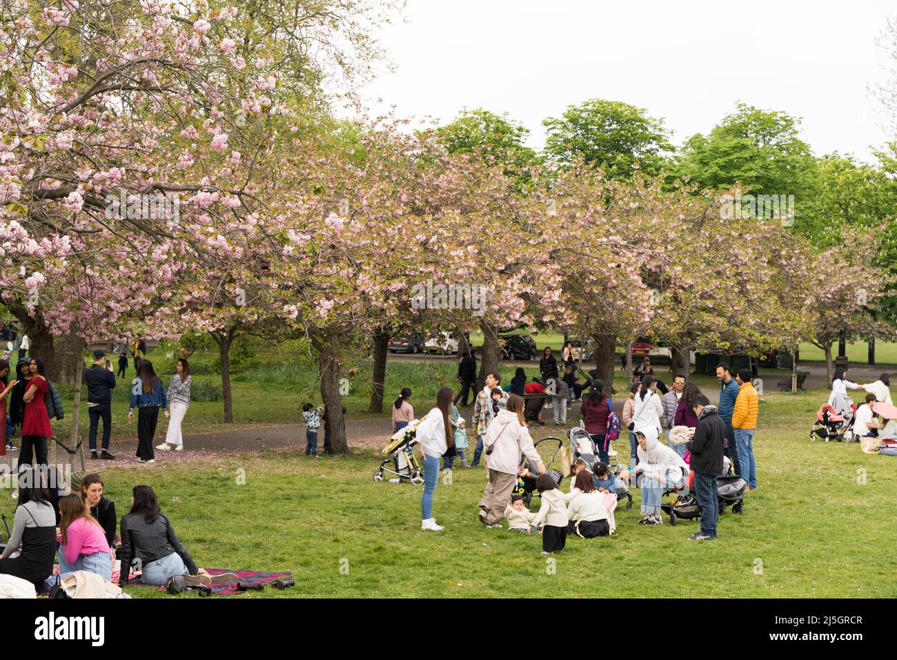 London, Großbritannien. 23.. April 2022. Cherry Blossoms zieht viele Touristen und Einheimische im schönen warmen Frühling in den Greenwich Park im Südosten Londons, wo sie Freunde und Familie treffen, die sich im Royal Park entspannen und das Wochenendtreffen genießen. Zum ersten Mal dürfen sich Menschen unter der Kirschblüte versammeln, seit England vor zwei Jahren im März 2020 die nationale Sperre einführte, um die Ausbreitung der Covid-19-Virus-Pandemie zu verhindern. Quelle: Glosszoom/Alamy Live News Stockfoto