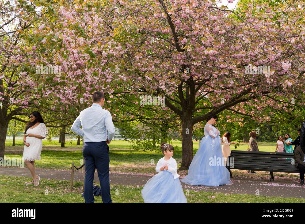 London, Großbritannien. 23.. April 2022. Cherry Blossoms zieht viele Touristen und Einheimische im schönen warmen Frühling in den Greenwich Park im Südosten Londons, wo sie Freunde und Familie treffen, die sich im Royal Park entspannen und das Wochenendtreffen genießen. Zum ersten Mal dürfen sich Menschen unter der Kirschblüte versammeln, seit England vor zwei Jahren im März 2020 die nationale Sperre einführte, um die Ausbreitung der Covid-19-Virus-Pandemie zu verhindern. Quelle: Glosszoom/Alamy Live News Stockfoto