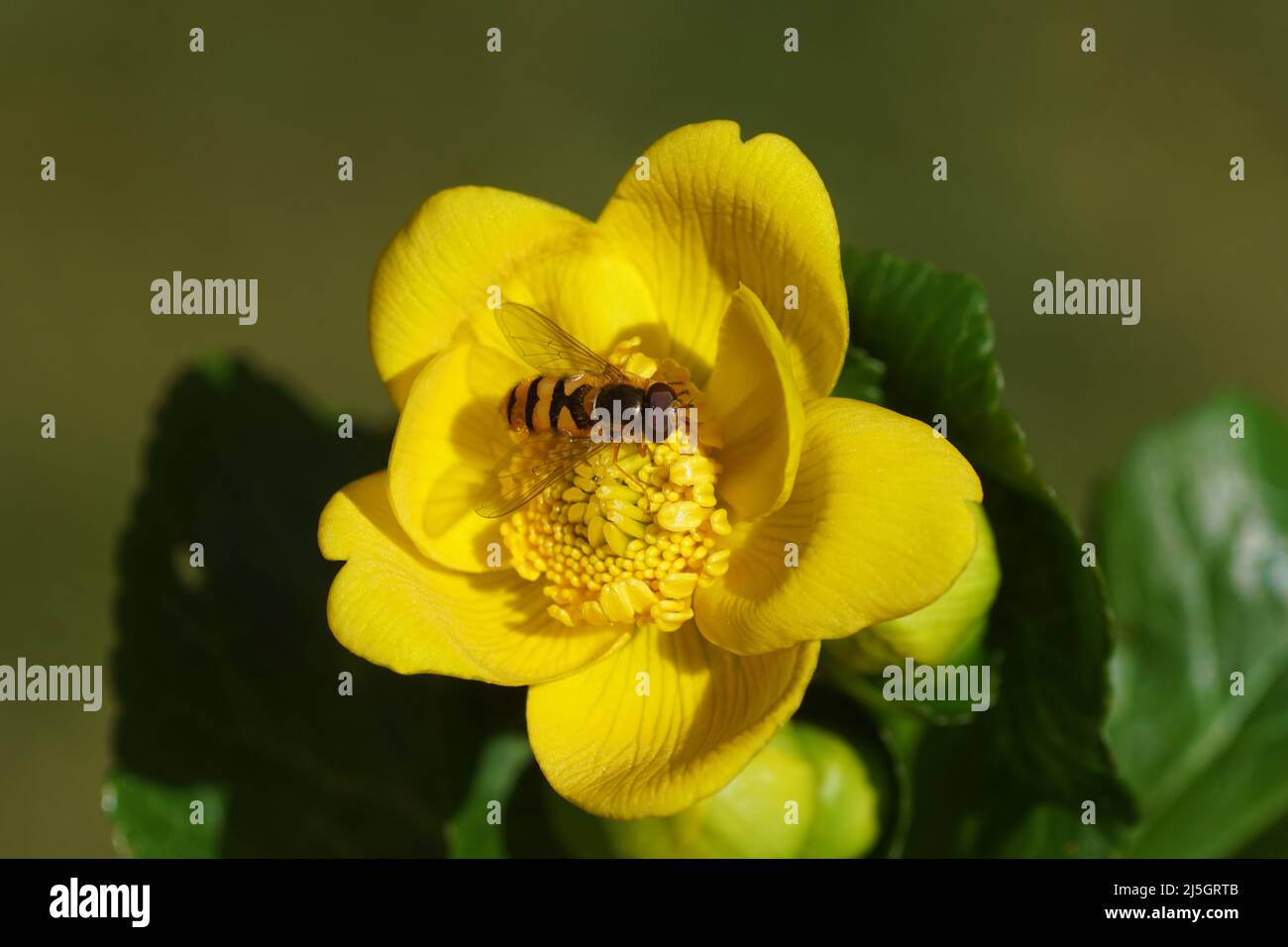 Männliche Schwebfliege Epistrophe melanostoma der Familie Syrphidae auf einer Blume des Sumpfmarigoldes oder Königsplatts (Caltha palustris) der Familie der Butterblume Stockfoto