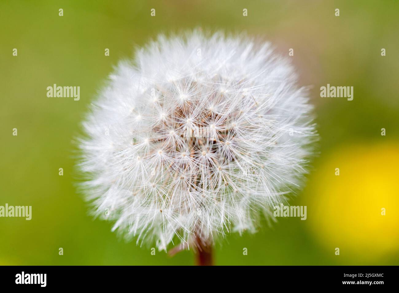 Löwinenzapfen - Taraxacum officinale -, Sierra de Alano y Barranco de la Taxera, Zuriza, Valle de Anso, Huesca, Spanien Stockfoto