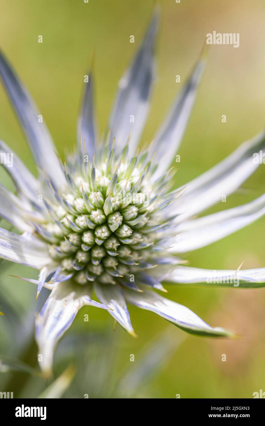 Mittelmeer-Stechpalme (Eryngium bourgatii), Eyne Valley - Vall d'Eyne, Cerdanya, Frankreich Stockfoto