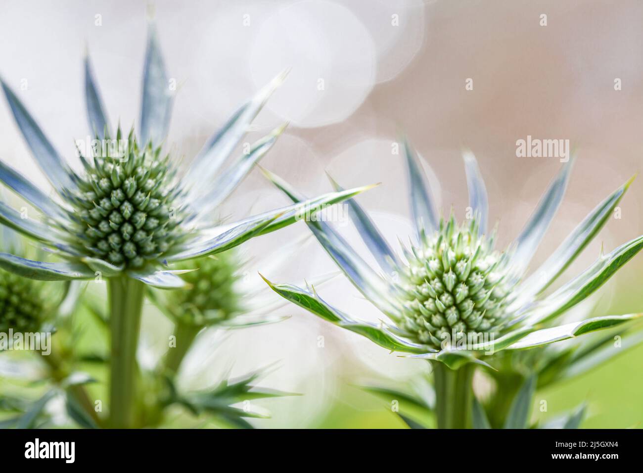 Mittelmeer-Stechpalme (Eryngium bourgatii), Eyne Valley - Vall d'Eyne, Cerdanya, Frankreich Stockfoto