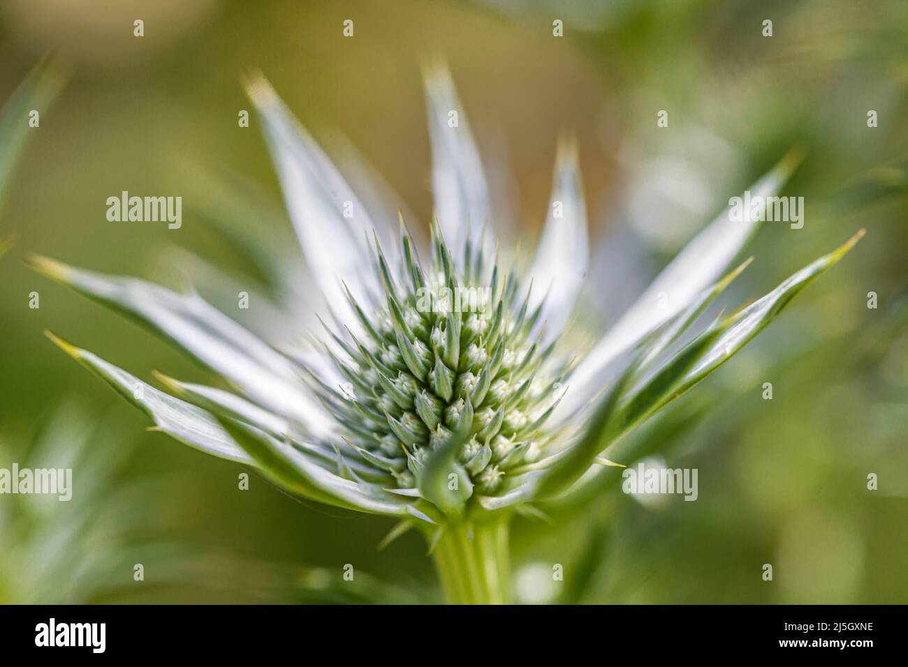 Mittelmeer-Stechpalme (Eryngium bourgatii), Eyne Valley - Vall d'Eyne, Cerdanya, Frankreich Stockfoto