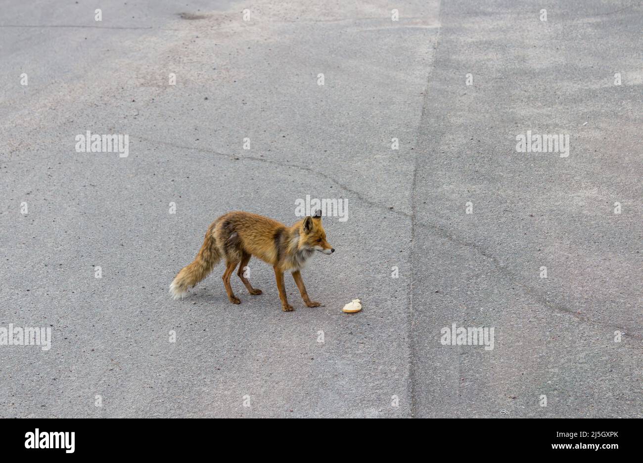 Pripyat Ukraine - MAI 11 2019: Der Fuchs wird von Touristen gefüttert, der keine Angst vor Menschen hat und sich wie ein Hund in der Geisterstadt Pripyat verhält. Stockfoto