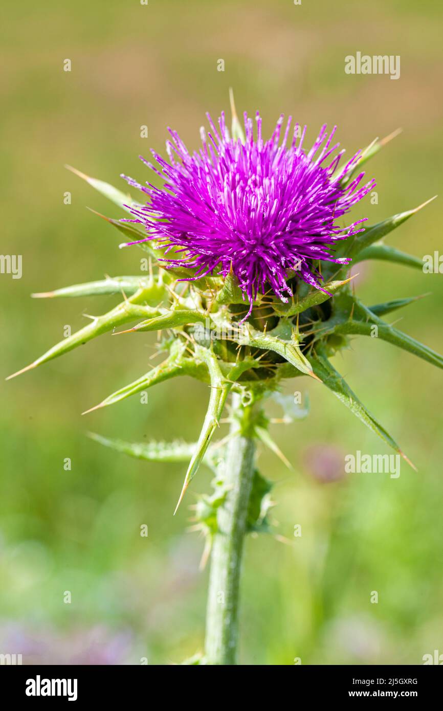 Mariendistel oder Cardus Marianus - Silybum marianum -, Els Gallecs, Naturschutzgebiet, Mollet del Vallés, Barcelona, Spanien Stockfoto