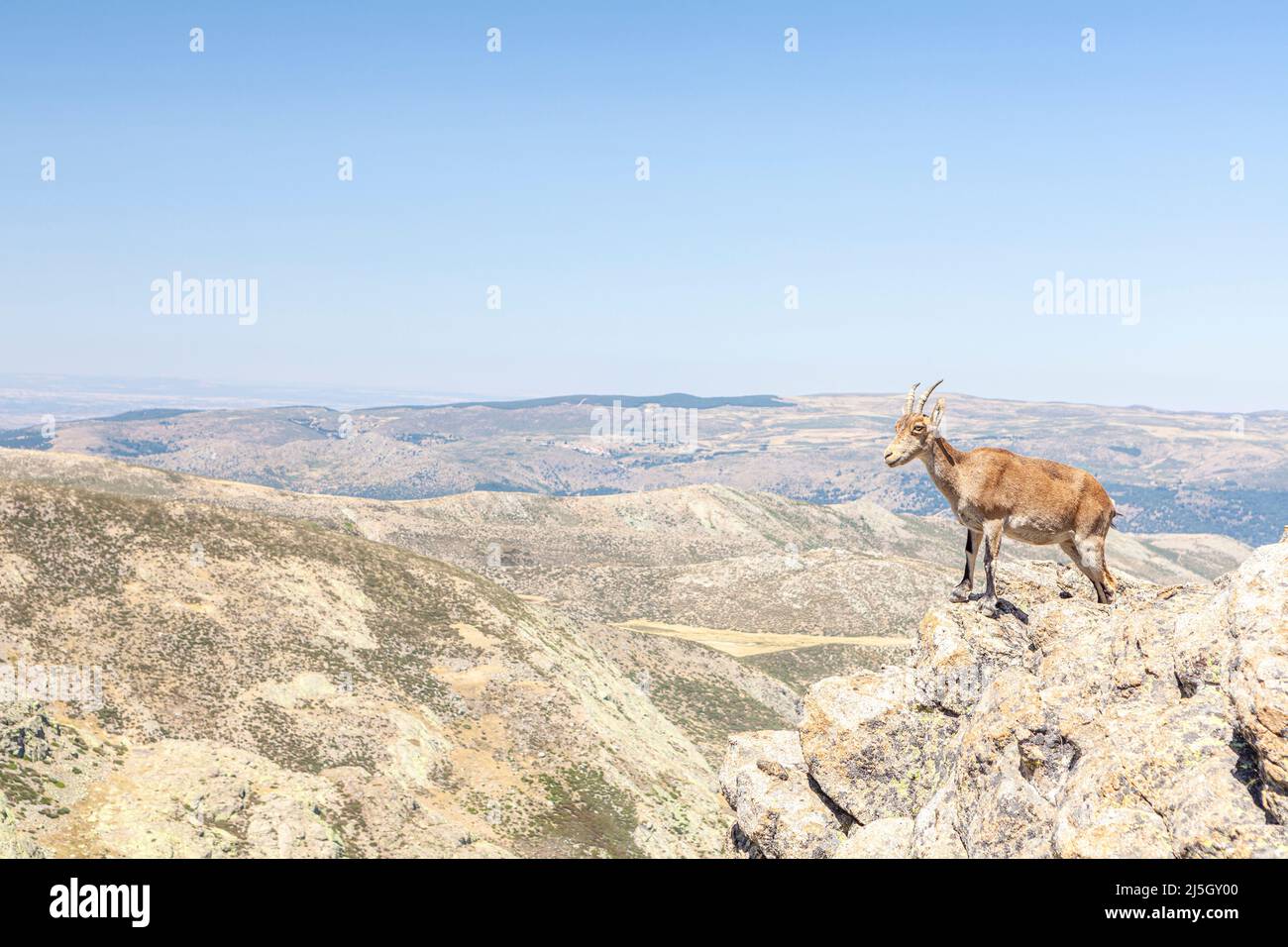 Iberischer Steinbock - Capra pyrenaica -, Naturpark der Sierra de Gredos, Avila, Spanien Stockfoto