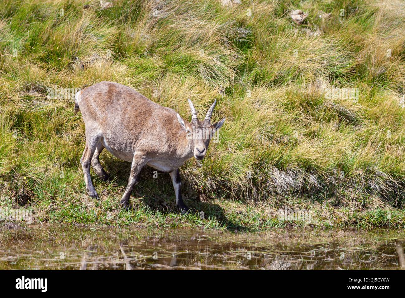 Iberischer Steinbock - Capra pyrenaica -, Naturpark der Sierra de Gredos, Avila, Spanien Stockfoto