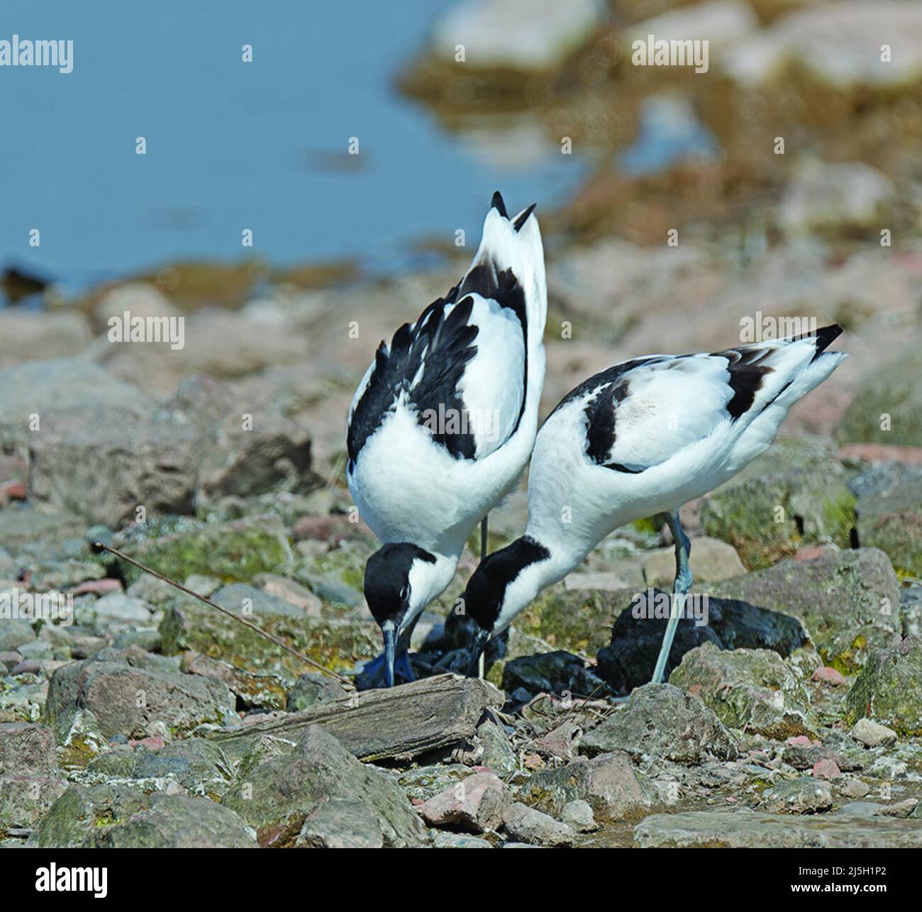 Vögel, Avocet's, Recurvirostra avosseta Stockfoto