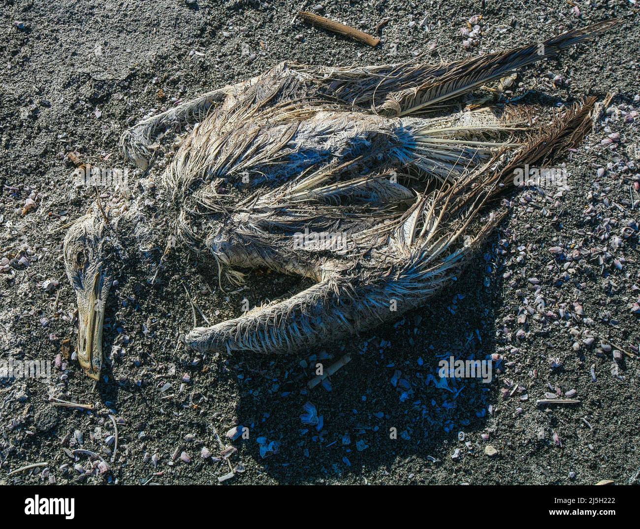 Tod und Verfall in der Saltonsee, Kalifornien. Stockfoto