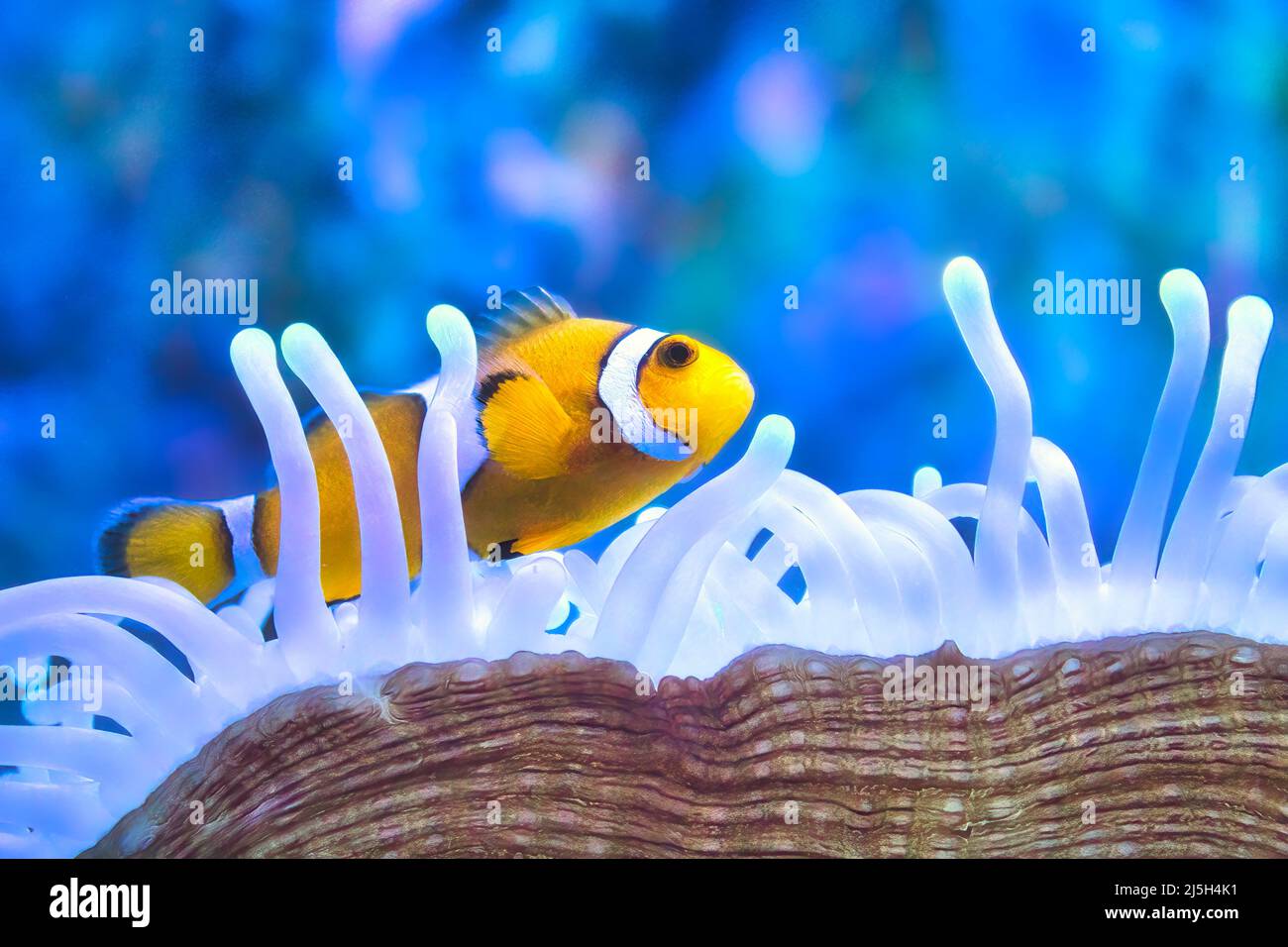 Ein gelber und weißer Clownfisch, der zwischen den Tentakeln einer Seeanemone schwimmt Stockfoto