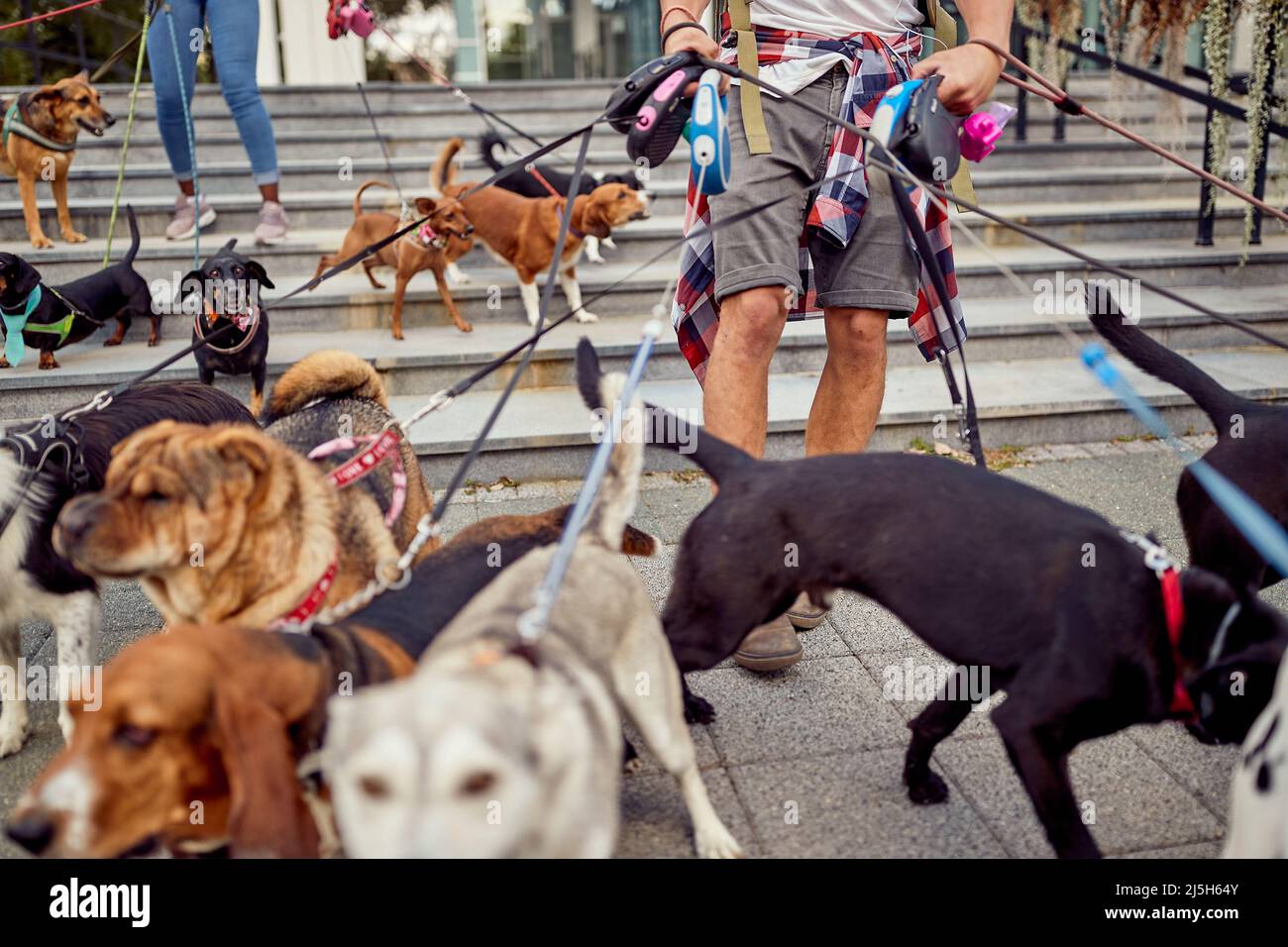 Nahaufnahme einer Gruppe glücklicher Hunde, die von Hundespaziergängern an einem schönen Tag geführt werden. Haustiere, Wanderer, Service Stockfoto