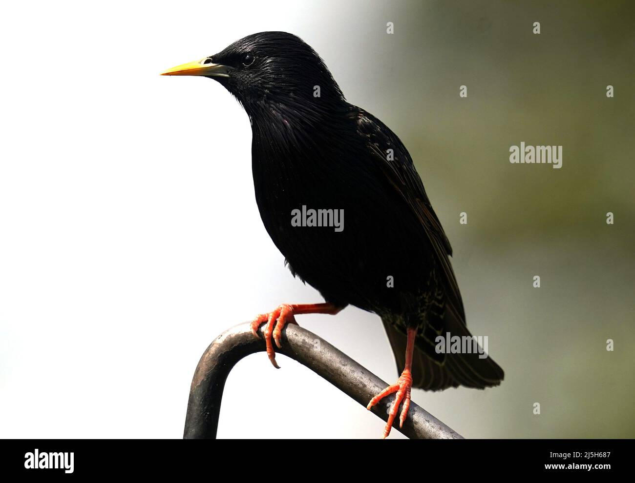 Ein Starling steht auf einer gebogenen Metallstange Stockfoto