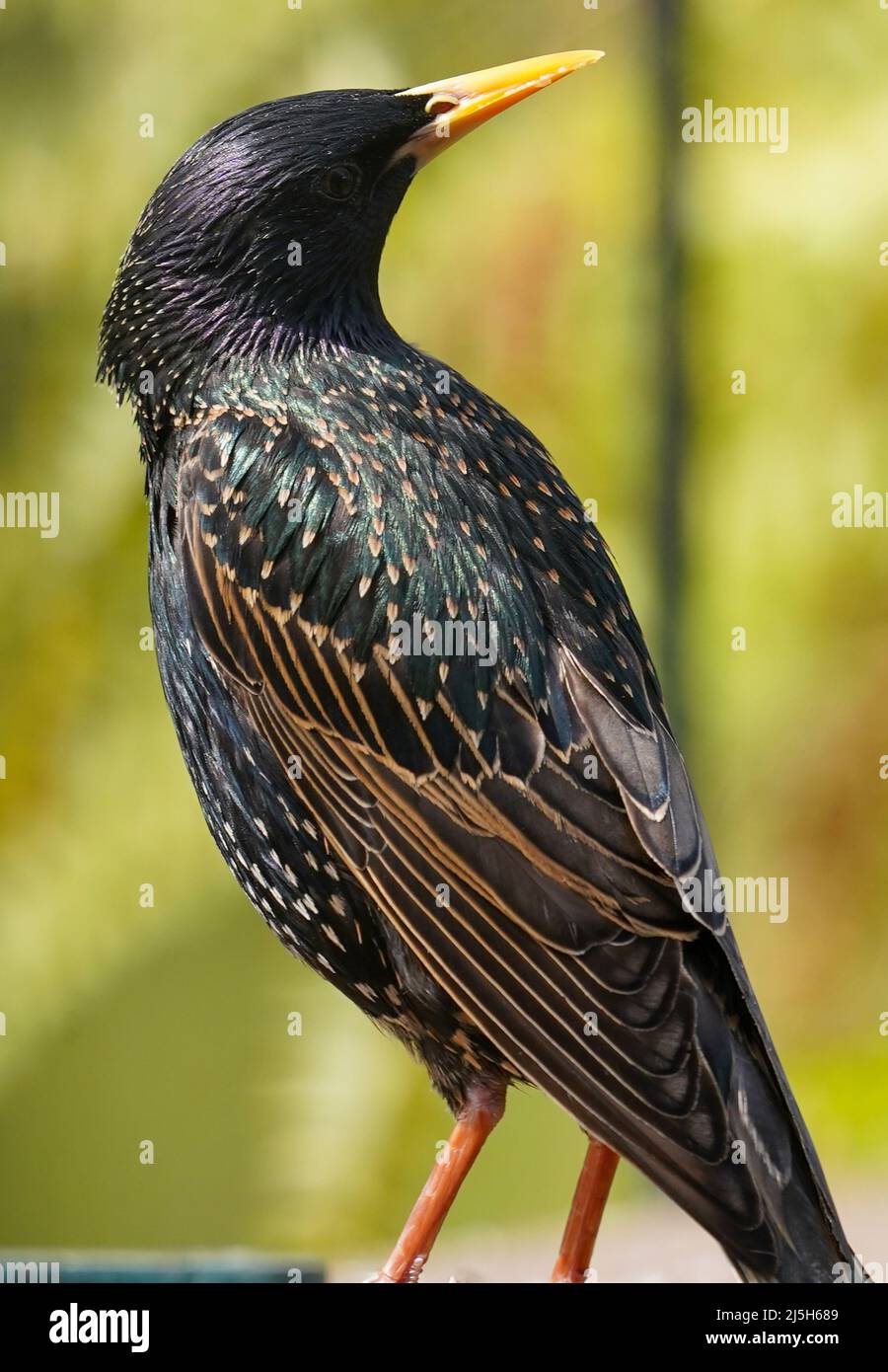Ein Starling steht auf einer gebogenen Metallstange Stockfoto