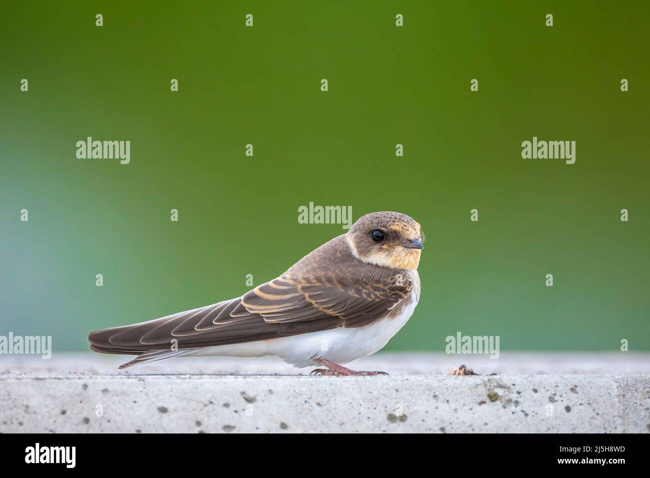 Sand martin, Riparia riparia, auch bekannt als Bank Swallow in thront Stockfoto