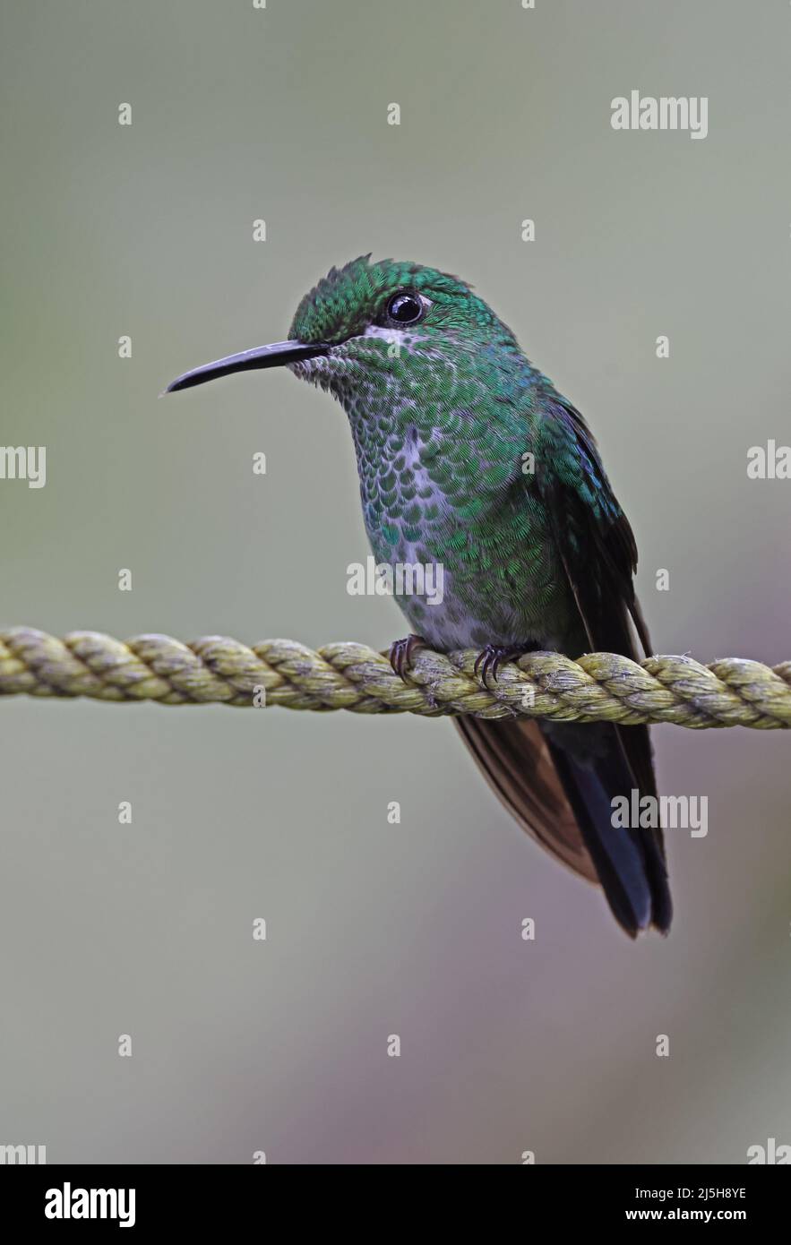 Grün-gekrönte Brillant (Heliodoxa jacula henryi) Erwachsene Hündin, die am Seil Costa Rica thront März Stockfoto