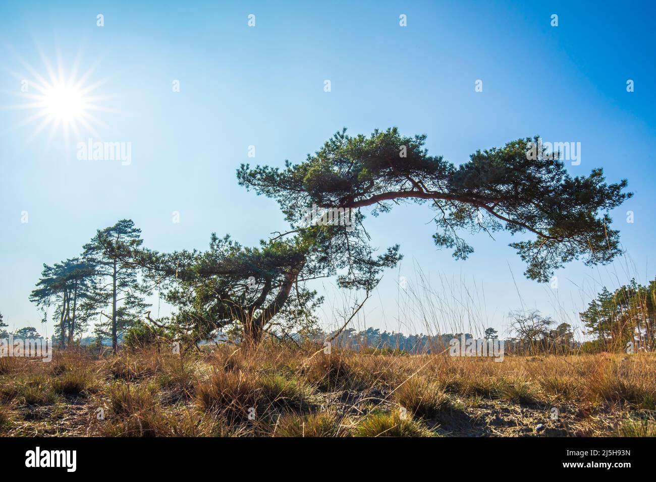 Desolate Wald Landcape Nationalpark de Hoge Veluwe, Holland Stockfoto