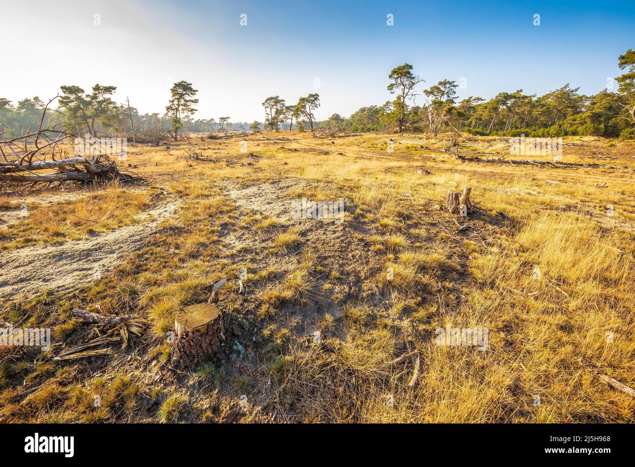 Desolate Wald Landcape Nationalpark de Hoge Veluwe, Holland Stockfoto